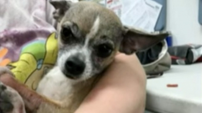 Illustration : "Ce chien a été retrouvé in extremis dans une poubelle par un homme qui lui a sauvé la vie (vidéo)"