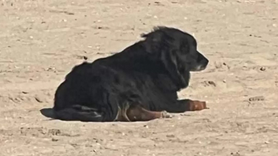 Illustration : "Des bénévoles et le maître d’un chien perdu sur une plage ont dû faire preuve d’une grande imagination pour le retrouver"