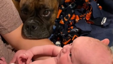 Illustration : L’amour fraternel d’un Boxer envers son « frère » humain, dernier-né de la famille (vidéo)