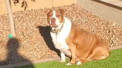 Illustration : Une bénévole relève le défi d’aider Margo, une chienne Pitbull en surpoids et atteinte d’hypothyroïdie, à recouvrer la santé (vidéo)