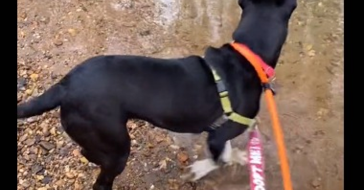 Découvrez Pauline, la croisée Border Collie, lorsqu’elle joue dans la