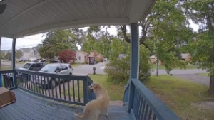 Illustration : "Ce Labrador Retriever errant fait le bon choix, en se présentant devant la maison de cette famille (vidéo)"