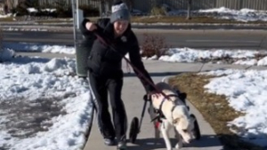 Illustration : "Les instants émouvants d’un chien se déplaçant pour la première fois avec son fauteuil roulant (vidéo)"