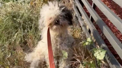 Illustration : Une chienne abandonnée dans un état lamentable attend de rencontrer ses sauveurs pour leur dévoiler son secret 