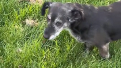 Illustration : "Une jeune femme découvre ce que sa chienne souhaitait lui montrer dans son jardin et fait une découverte absolument attendrissante (vidéo)"