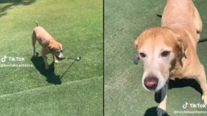 Illustration : "Un chien golfeur fait de l’ombre à son maître sur le green "