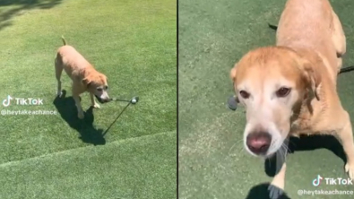 Illustration : Un chien golfeur fait de l’ombre à son maître sur le green 
