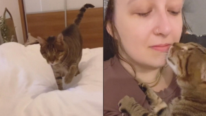 Illustration : "L’adorable rituel entre ce chat de sauvetage devenu aveugle et sa bienfaitrice fait sensation sur les réseaux sociaux "