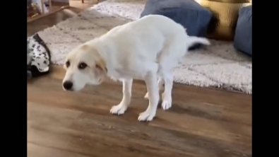Illustration : "La transformation de Lily, une chienne souffrant d'un handicap des pattes arrières, qui s’épanouit enfin grâce à sa bienfaitrice (vidéo)"