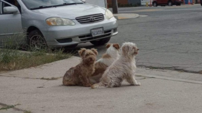 Illustration : "Ces 3 chiens ont été abandonnés ensemble et sont restés serrés les uns contre les autres, attendant qu’une bonne âme leur vienne en aide (vidéo)"