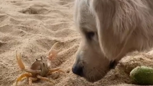 Illustration : "Sur la plage, ce Golden Retriever fait une rencontre amusante et rentre en duel avec un crabe"