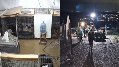 Illustration : L’appel à l’aide d’une directrice de refuge, afin de venir en aide aux chiens menacés par une inondation
