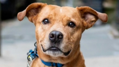 Illustration : "Voici Lunchbox, le chien croisé Pitbull qui oublie les cicatrices du passé aux côtés de son maître (vidéo)"