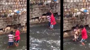 Illustration : "Deux enfants sauvent un chien pris au piège dans les inondations qui envahissent la ville "