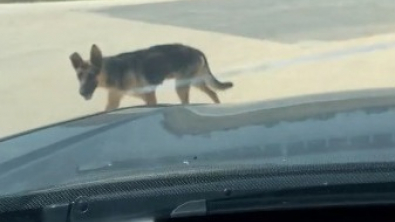 Illustration : "Un simple geste pour une chienne errante se transforme en mission de secours pour toute une portée (vidéo)"