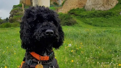 Illustration : "L’histoire inspirante de Jack, un petit Caniche sauvé d’un élevage illégal, qui croque maintenant la vie à pleines dents"