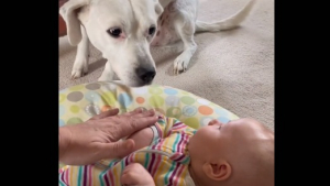 Illustration : "Une chienne non-voyante découvre pour la première fois le bébé de ses maitres, après l’avoir entendu pendant 10 semaines (vidéo) "