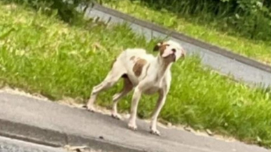 Illustration : "Cette chienne, retrouvée dans un état de maigreur alarmant, tente de retrouver goût à la vie grâce à l’aide des bénévoles qui l’ont recueillie "