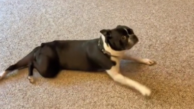 Illustration : "Cette chienne Boston Terrier a une réaction digne d’un mélodrame après s’être fait couper les griffes (vidéo)"