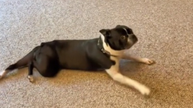 Illustration : Cette chienne Boston Terrier a une réaction digne d’un mélodrame après s’être fait couper les griffes (vidéo)