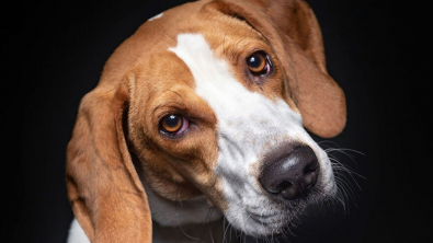 Illustration : "20 photos de chiens de refuge attendant de rencontrer leurs familles pour toujours"