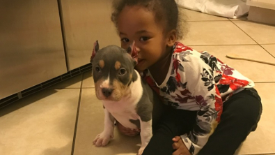 Illustration : "Cette famille n’a jamais perdu l’espoir de revoir ses 2 Pitbulls, disparus il y a plus de 3 ans (vidéo)"
