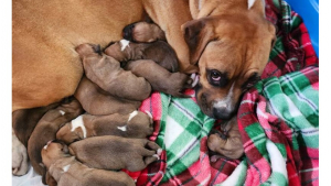 Illustration : "L’histoire de Ginger, une chienne Boxer abandonnée alors qu’elle était sur le point de donner naissance à ses chiots"