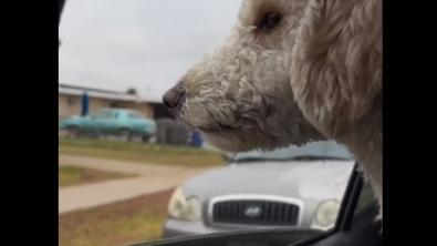 Illustration : "L’adorable moment où ce Goldendoodle saute par la fenêtre de la voiture, afin de rejoindre son meilleur ami au plus vite (vidéo)"