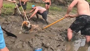 Illustration : "Lors d’un enterrement de vie de garçon, ce groupe d’amis découvre un chien piégé dans la boue "