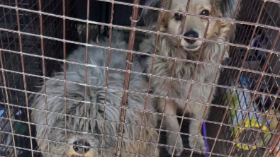 Illustration : Deux chiens insérables abandonnés retrouvent l'espoir ensemble et aspirent à une vie meilleure