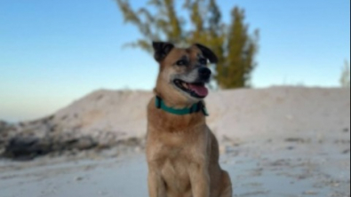 Illustration : Malgré ses handicaps, ce chien se donne pour mission d’accompagner les touristes visiter son île paradisiaque 