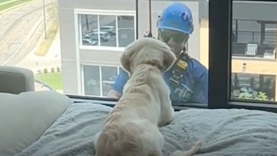 Illustration : "Cet adorable chiot devient ami avec le laveur de fenêtres alors qu’il l’observe travailler à travers la vitre"