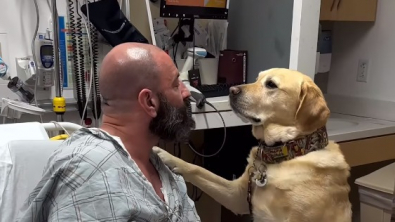 Illustration : "Magnus, le Labrador Retriever, a pu rester au chevet de son maître durant tout son séjour à l’hôpital (vidéo)"