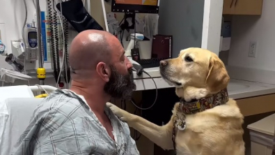 Illustration : Magnus, le Labrador Retriever, a pu rester au chevet de son maître durant tout son séjour à l’hôpital (vidéo)