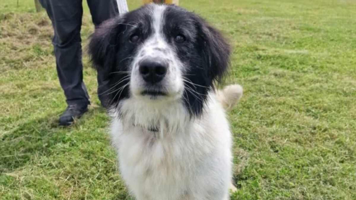 Voici Sydney, un chien de rêve qui n’a pourtant toujours pas trouvé sa famille pour la vie