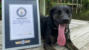 Illustration : "Voici Zoey, la chienne dont la langue aux dimensions impressionnantes l’a faite entrer au Guinness des Records"