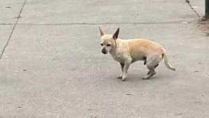 Illustration : "Nugget, un petit chien abandonné au coin d’une rue et qui désespérément a attendu le retour de ses anciens propriétaires"