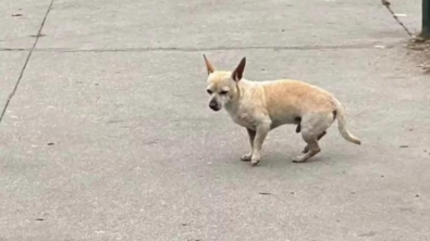 Illustration : Nugget, un petit chien abandonné au coin d’une rue et qui désespérément a attendu le retour de ses anciens propriétaires
