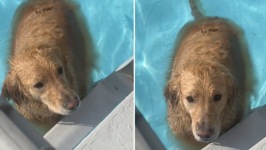 Illustration : "Ce Golden Retriever adore l’eau et refuse de sortir de la piscine malgré les demandes répétées de ses maîtres "