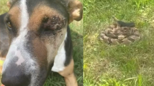Illustration : "Un propriétaire entend son chien hurler et constate avec effroi qu’il s’est fait mordre par un serpent à sonnette"