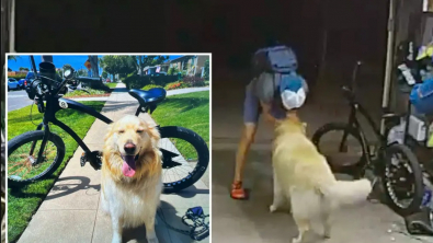 Illustration : "Quand un Golden Retriever amical déjoue les plans d'un cambrioleur"
