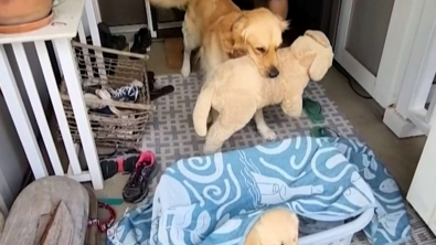 Illustration : "Ce Golden Retriever ne se sépare jamais de sa peluche mais une nouvelle rencontre pourrait lui faire perdre cette habitude "