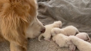 Illustration : "Une chienne devient mère de substitution pour une portée de chatons"