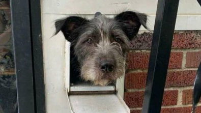 Illustration : "Ce chien amical prend le temps de saluer ses voisins tous les jours en passant sa tête par le trou de la boîte aux lettres"