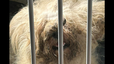 Illustration : Elton, un croisé Bichon Frisé découvert en mauvais état, commence une nouvelle vie auprès de sa famille adoptive 