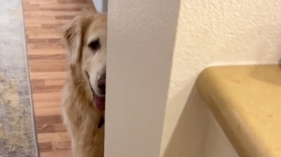 Illustration : "Cette Golden Retriever atteinte de démence trouve du réconfort en jouant à cache-cache avec ses maîtres"