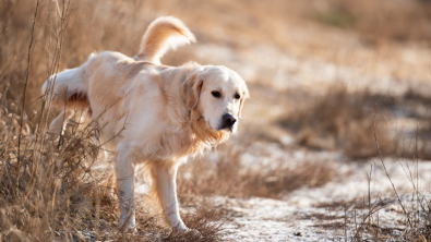 Illustration : Les troubles urinaires du chien