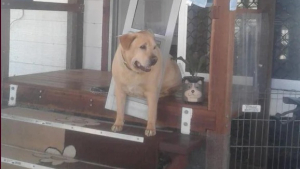 Illustration : "Drax, le Labrador Retriever, comprend qu’il devrait se mettre au régime lorsqu’il veut passer par la trappe pour animaux"