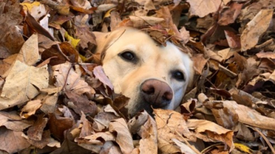Illustration : "Une chienne de 10 ans retrouve son âme de chiot lorsqu’elle découvre un tas de feuilles (vidéo) "