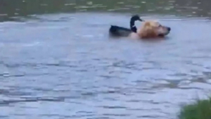 Illustration : "Un Golden Retriever et un canard sauvage se retrouvent tous les jours pour une baignade"